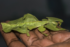 Pulchriphyllium bioculatum