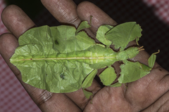 Pulchriphyllium bioculatum