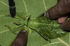 Pulchriphyllium bioculatum