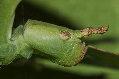 Pulchriphyllium bioculatum
