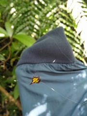 Gasteracantha sauteri