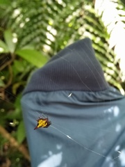 Gasteracantha sauteri