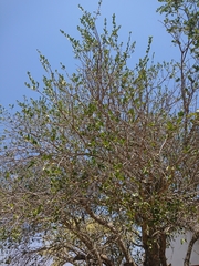 Elaeodendron transvaalense