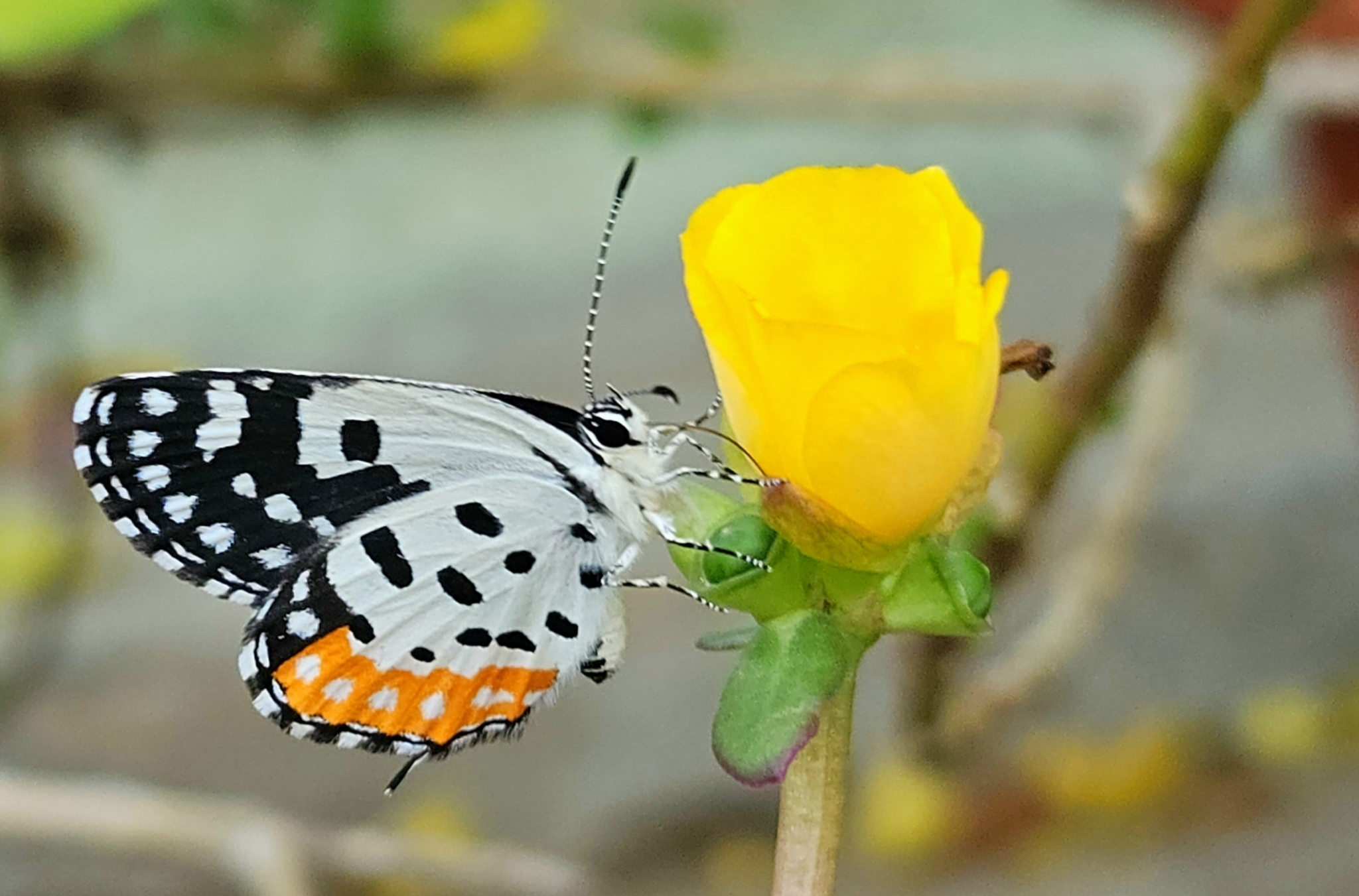 Red Pierrot