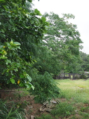 Albizia retusa