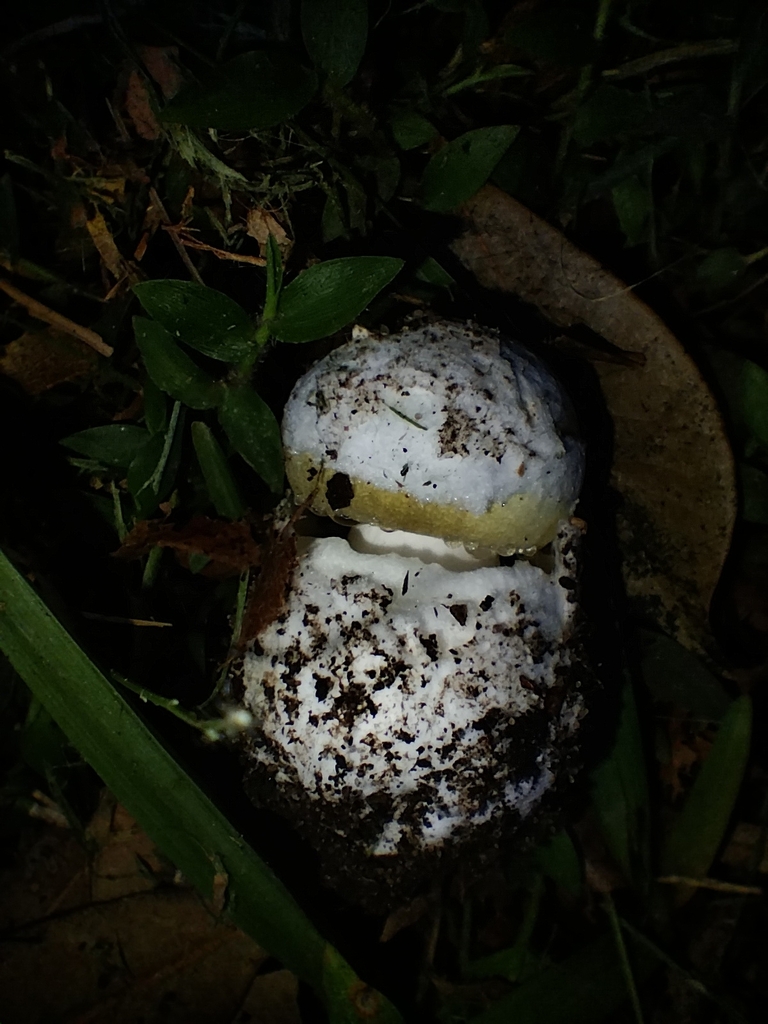 Amanita phalloides · June 2025 · photo: © sofiazed1 (iNaturalist, cc-by)