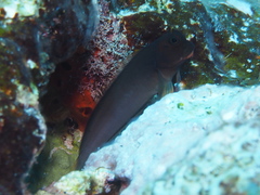 Ophioblennius macclurei