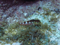 Malacoctenus triangulatus