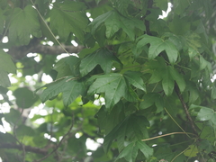 Kalopanax septemlobus lutchuensis