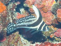 Eques punctatus