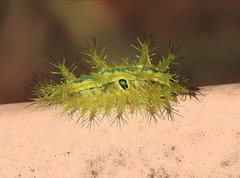 Quasithosea obliquistriga