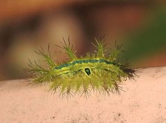 Quasithosea obliquistriga