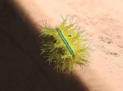 Quasithosea obliquistriga