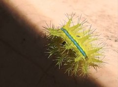 Quasithosea obliquistriga