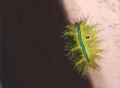 Quasithosea obliquistriga