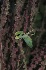 Hierodula transcaucasica