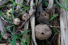 Lycoperdon scabrum