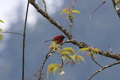 Aethopyga gouldiae