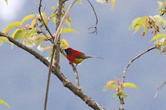 Aethopyga gouldiae