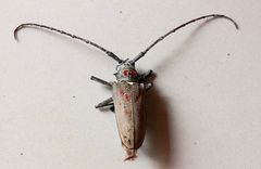 Batocera rufomaculata