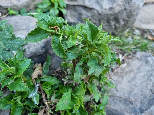 Calceolaria dentata, photograph 1