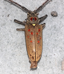 Batocera rufomaculata