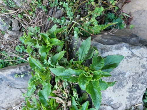 Calceolaria dentata, photograph 2