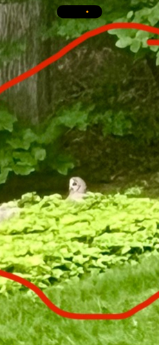 View observation of {o.common_name} on iNaturalist