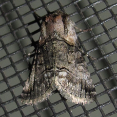 Abrostola microvalis