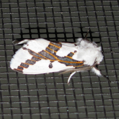 Euerythra phasma
