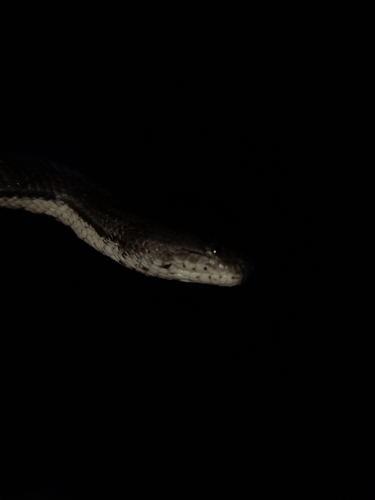 Cerberus schneiderii