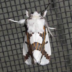 Euerythra phasma