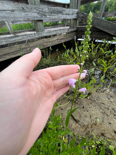 Physostegia leptophylla, photograph 2