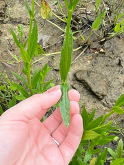 Physostegia leptophylla, photograph (c) harrier, some rights reserved (CC BY)
