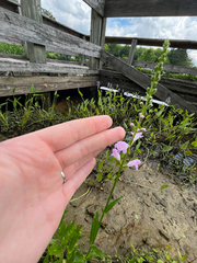 Physostegia leptophylla, photograph (c) harrier, some rights reserved (CC BY)