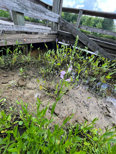 Physostegia leptophylla, photograph 1