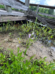Physostegia leptophylla