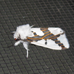 Euerythra phasma