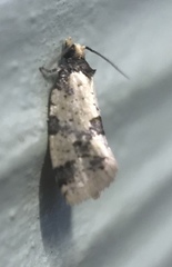 Heterochorista nitida