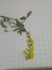 Melilotus suaveolens