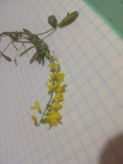 Melilotus suaveolens