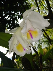 Cattleya quadricolor