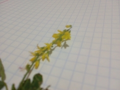 Melilotus suaveolens