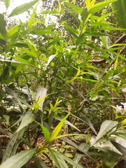 Strobilanthes anisophyllus