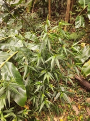 Strobilanthes anisophyllus