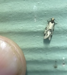 Heterochorista nitida