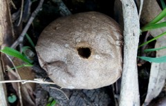 Lycoperdon scabrum