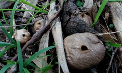Lycoperdon scabrum