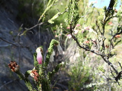 Erica pectinifolia
