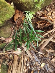 Blechnum patersonii